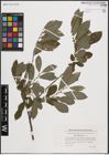 Foto von Salix cinerea L.
